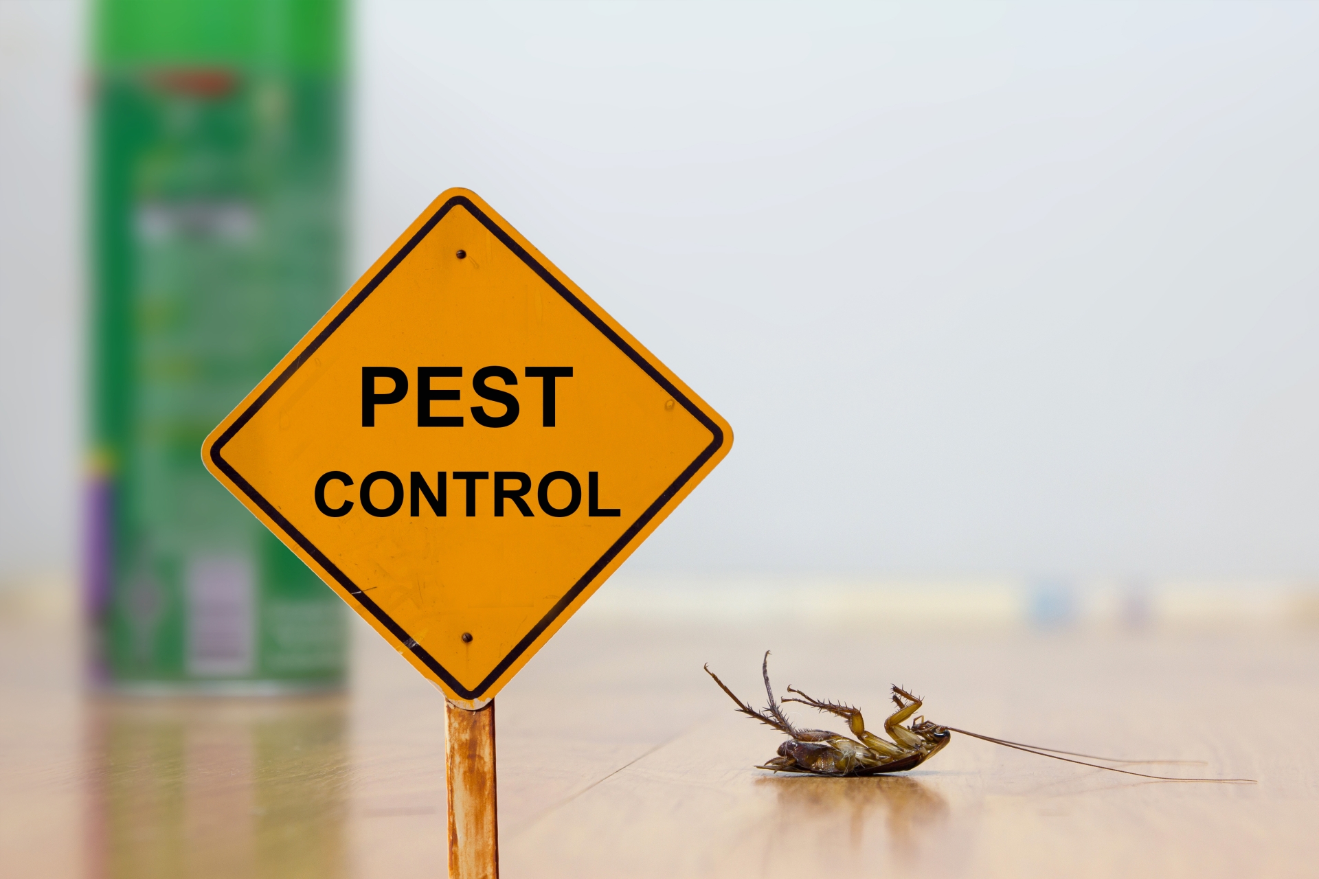 24 Hour Pest Control, Pest Control in Wembley, Alperton, Sudbury, HA0. Call Now 020 8166 9746
