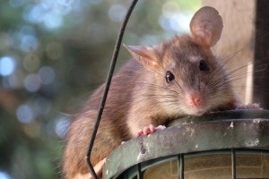 Rat extermination, Pest Control in Wembley, Alperton, Sudbury, HA0. Call Now 020 8166 9746
