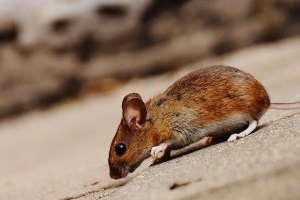 Mice Exterminator, Pest Control in Wembley, Alperton, Sudbury, HA0. Call Now 020 8166 9746