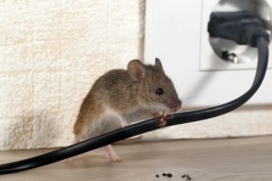 Mice Control, Pest Control in Wembley, Alperton, Sudbury, HA0. Call Now 020 8166 9746