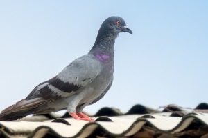 Pigeon Control, Pest Control in Wembley, Alperton, Sudbury, HA0. Call Now 020 8166 9746